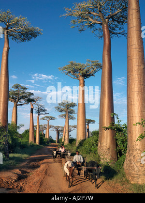 Il viale di baobab con carri trainati da buoi. Named Adansonia grandidieri dopo il botanico francese e explorer, Alfred Grandidier, questi baobab sono grandiosi e più famosa del Madagascar è di sei specie endemiche. Foto Stock