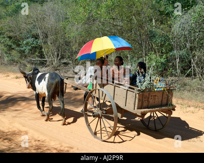 Un cocchio trainato da buoi prende una famiglia malgascio al mercato, Madagascar. Foto Stock