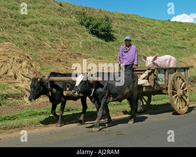 Un agricoltore prende il suo pregiato scrofa da ox-carrello per essere serviti da un cinghiale in una vicina azienda agricola nelle zone rurali del Madagascar. Foto Stock