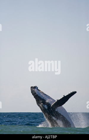 Un Humpback Whale (Megaptera novaeangliae) violazioni al largo della costa orientale del Sud Africa a St Lucia. Foto Stock