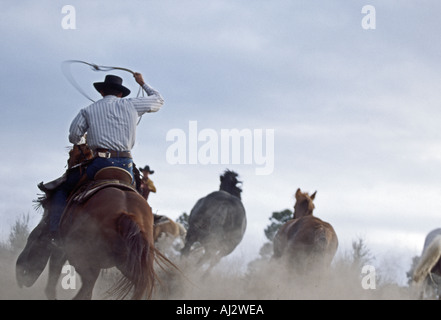 Cowboy cavalli in corsa su una collina polverosa in Oregon Foto Stock