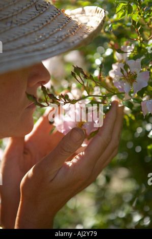 Donna modello rilasciato odore di rose in un giardino Dorset England Regno Unito Foto Stock