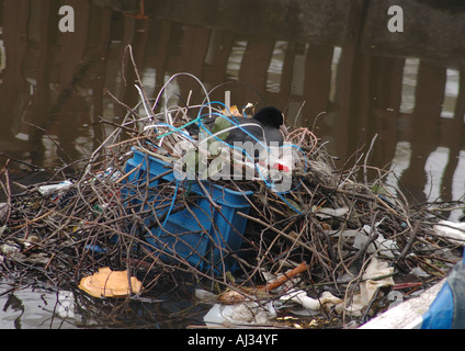 Una folaga fulica atra siede sul suo nido fatto da rifiuti compreso un blu del latte in plastica cassa in un canale di Amsterdam Foto Stock