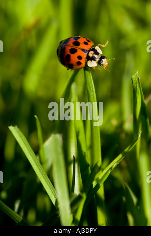 Arlecchino Harmonia Axyridis, Coccinella o coccinella sulla sommità di una pala di erba, Inghilterra Foto Stock