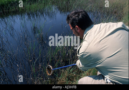 Lavoratore ambientale dello stagno di campionamento per le larve della zanzara e altri organismi Foto Stock
