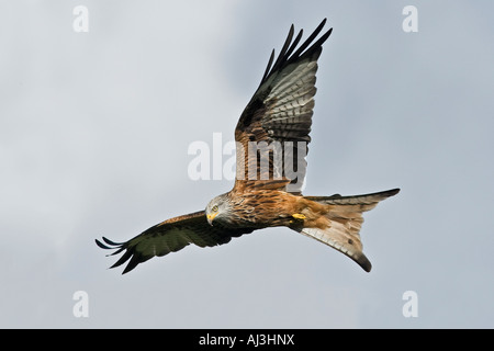 Nibbio reale Milvus milvus in volo cercando alert Gigrin Farm Galles Foto Stock