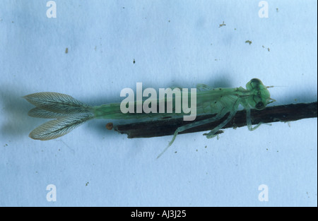 Damselfly larva underwater Foto Stock