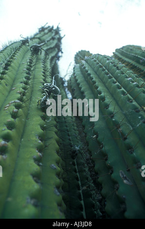 Stetsonia coryne cactus giganti da un altopiano salato in Argentina centrale Foto Stock