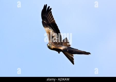 Nibbio reale Milvus milvus in volo cercando alert Gigrin Farm Galles Foto Stock