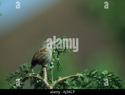 Dunnock cantare sul ramo(Prunella modularis) Foto Stock