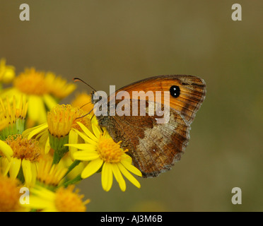 Gatekeeper butterfly si nutre di una comune erba tossica Foto Stock