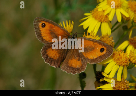 Gatekeeper butterfly si nutre di una comune erba tossica Foto Stock