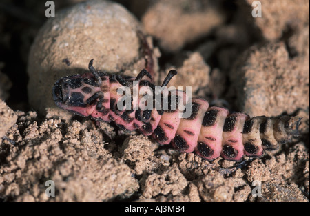 Lampyris noctiluca Unione glow worm larva Foto Stock