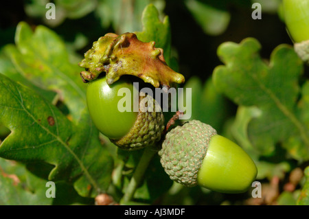 Knopper fiele su Acorn Foto Stock