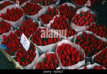 Tulipani rossi al mercato dei fiori di Amsterdam, Paesi Bassi Foto Stock