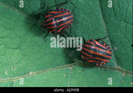 Graphosoma lineatum Mediterraneo stink bug Heteroptera pentatomidae Foto Stock