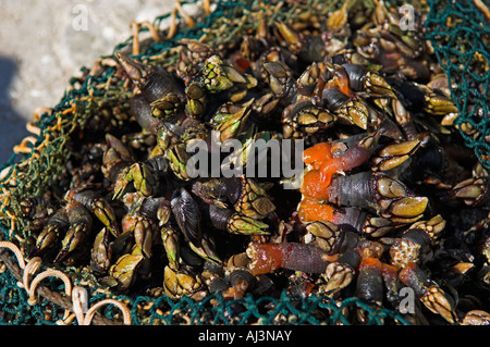 Borsa di Collo d'oca cirripedi noto come percebes in Galizia Spagna Foto Stock