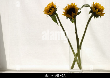 Girasoli in un vaso di vetro Foto Stock