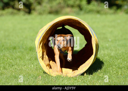 Razza cane agilità in esecuzione tramite il tunnel Foto Stock