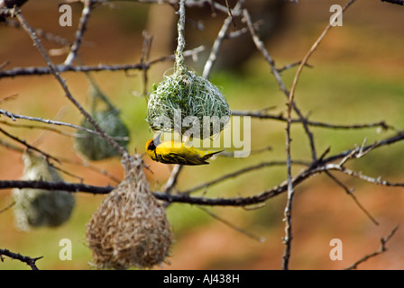 Maschio Tessitore mascherato Ploceus velatus tessitura di un nido in Sud Africa Foto Stock