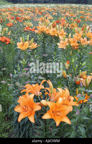 Giglio di Fujimi highland Nagano Giappone Foto Stock