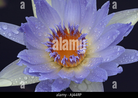 Gocce di pioggia su acqua giglio Jindai Giardino Botanico Tokyo Giappone Foto Stock