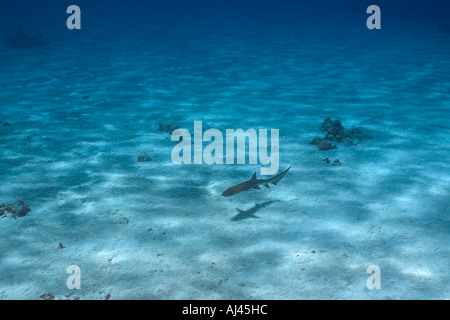 Bruno squalo nutrice Nebrius ferrugineus passando sulla sabbia Ailuk piana atollo delle Isole Marshall del Pacifico Foto Stock