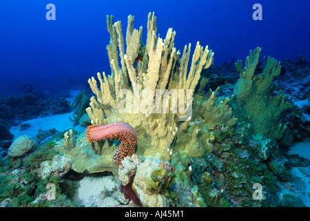 Cetriolo marittimo Thelenota ananas cade fuori fuoco coral Millepora platyphylla Ailuk atollo delle Isole Marshall del Pacifico Foto Stock