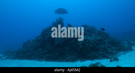 Fase terminale un pesce napoleone Cheilinus undulatus Ailuk atollo delle Isole Marshall del Pacifico Foto Stock