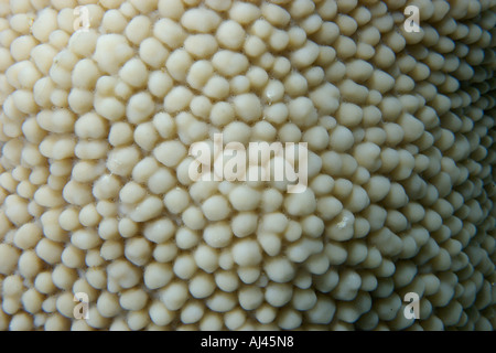 Riso Corallo Montipora verrucosa Ailuk atollo Marshall Isole Pacifico Foto Stock