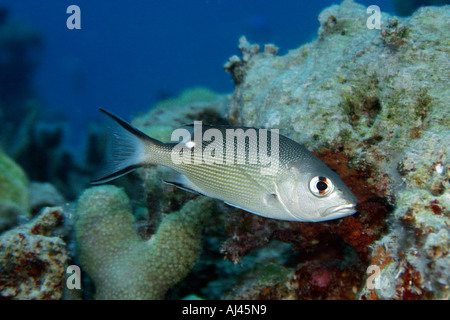 Red snapper Lutjanus bohar capretti Ailuk atollo delle Isole Marshall del Pacifico Foto Stock
