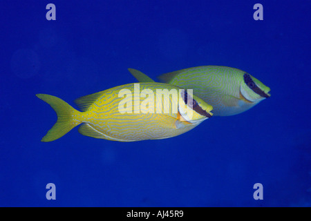 Coppia mascherata di rabbitfish Siganus puellus nuoto a metà acqua Ailuk atollo delle Isole Marshall del Pacifico Foto Stock