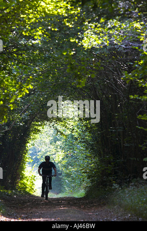 Off road ciclista cavalcare lungo viale alberato bridleway sulla Harley giù, Dorset Foto Stock