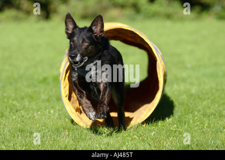 Razza cane agilità in esecuzione tramite il tunnel Foto Stock