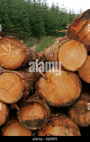 Tagliare il legname tronchi con alberi di conifere nella foresta in Scozia in background Foto Stock
