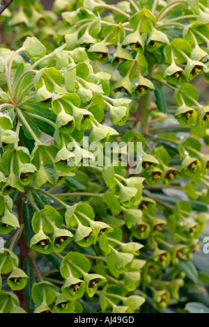 Fiori verdi del Mediterraneo di euforbia nome botanico Euphorbia characias wulfenii Foto Stock