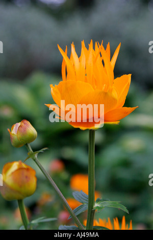 Trollius chinensis Golden Queen fiore Foto Stock