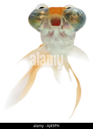 Goldfish carpa comune Occhio Celeste pesciolino Chotegan celesti Carassius auratus guarda in alto Foto Stock