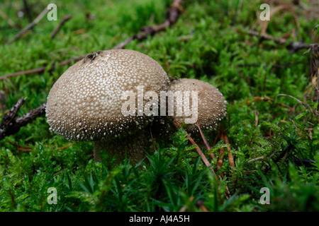 Lycoperdon perlatum, i gem-puffball chiodati, devil's Snuff-box. Foto Stock