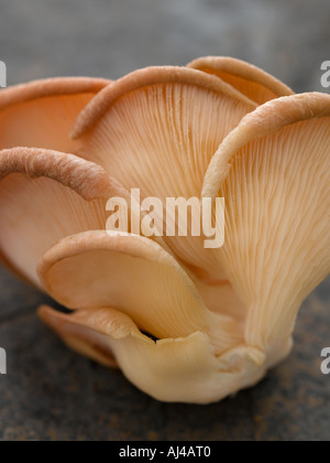 Oyster mushroom on dark wood - high end Hasselblad 61mb digital image Foto Stock