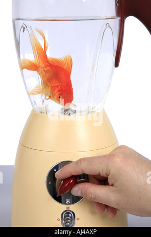 Goldfish carpa comune fiocco Carassius auratus auratus nel miscelatore Foto Stock