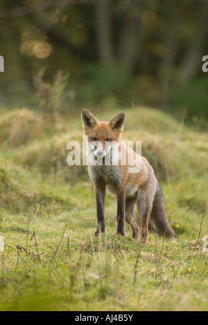Unione Red Fox a caccia di conigli, England, Regno Unito Foto Stock