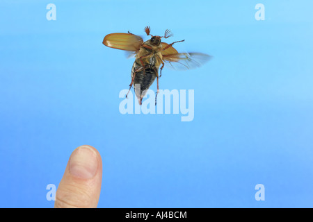 Comune maybug cockchafer Melolontha melolontha battenti Germania Foto Stock