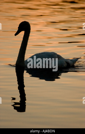 Cigno (Cygnus olor) nella luce della sera sul lago di Inghilterra REGNO UNITO Foto Stock