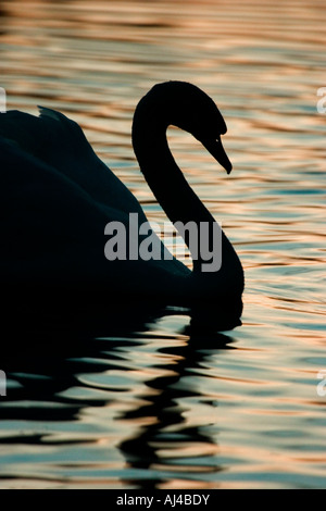 Cigno (Cygnus olor) nella luce della sera sul lago, England, Regno Unito Foto Stock
