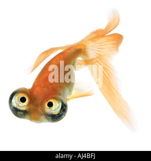 Goldfish carpa comune Occhio Celeste pesciolino Chotegan celesti Carassius auratus guarda in alto Foto Stock