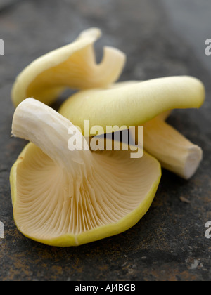 Funghi Oyster sull'ardesia - fascia alta Hasselblad 61mb di immagine digitale Foto Stock