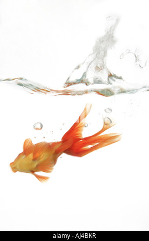 Goldfish carpa comune fiocco comet Carassius auratus cadere in acqua Foto Stock