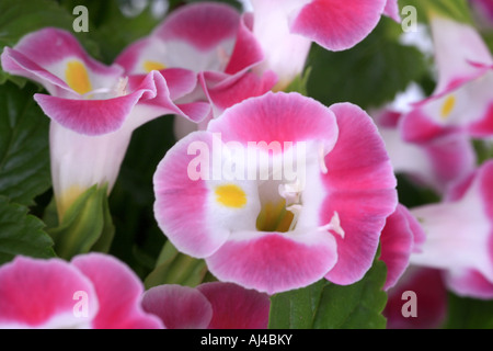 Bluewings, Wishbone Fiore (Torenia fournieri 'rosa', Torenia fournieri Rose), fiori Foto Stock