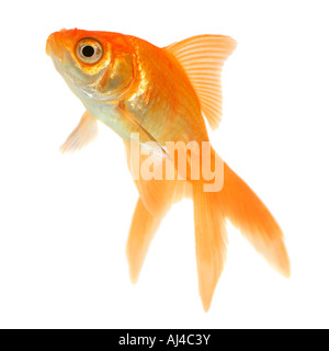 Goldfish carpa comune fiocco comet a coda di rondine Carassius auratus Foto Stock